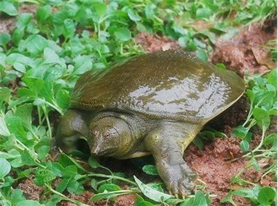 中华鳖池塘生态养殖技术--土流网