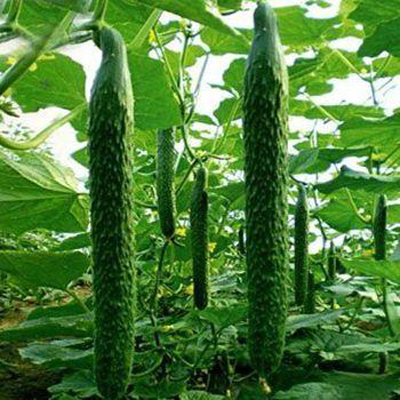 大棚有机黄瓜秋季延后栽培技术--土流网