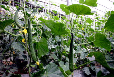 大棚有机黄瓜秋季延后栽培技术--土流网