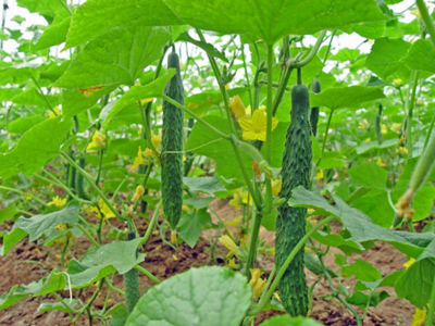 冬春季有机黄瓜大棚栽培育苗技术--土流网