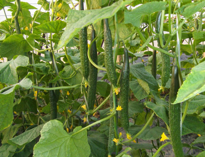 冬春季有机黄瓜大棚栽培育苗技术--土流网