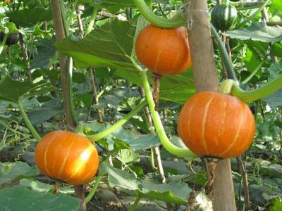 有机南瓜春季露地栽培技术--土流网