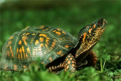 巴西龟怎么养殖?巴西龟养殖有学问
