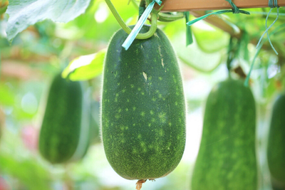 有机冬瓜春季露地爬地栽培技术--土流网