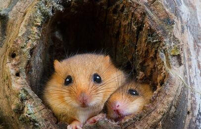 仓鼠可以吃什么食物、水果、蔬菜?仓鼠吃什么