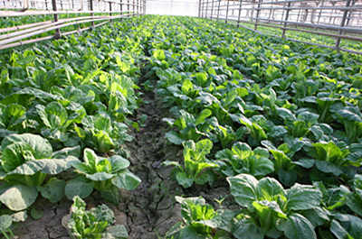 公司+农户的农业产业化组织模式--土流网