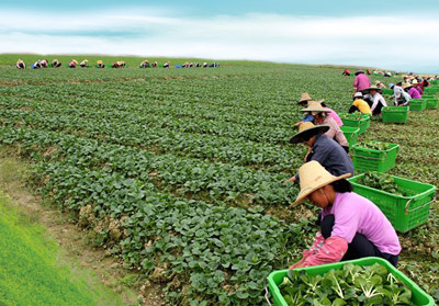 有机水生类蔬菜栽培方式:追肥、分级上市(下)-