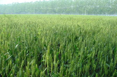 2016年农业补贴资金细微调整!新疆种植小麦每