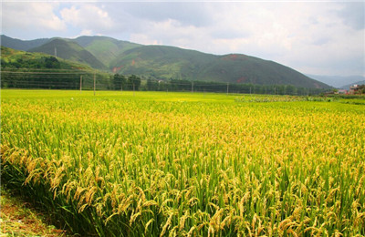 2016年湖南省农业种植补贴政策:水稻实施三补