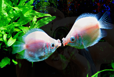 热带接吻鱼为什么会互相接吻?接吻鱼喜欢吃什