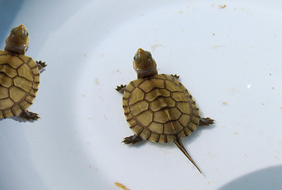 观赏小金钱龟平时喜欢吃什么食物?--土流网