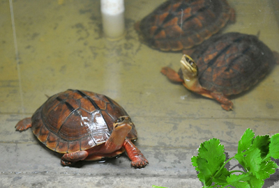 观赏小金钱龟平时喜欢吃什么食物?--土流网