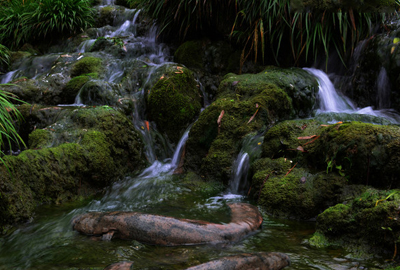 只有子二代可以买卖的娃娃鱼吃什么东西作为食
