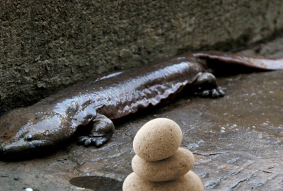 只有子二代可以买卖的娃娃鱼吃什么东西作为食