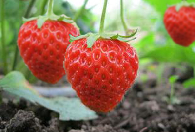 草莓原产地在南美洲 北京草莓产地首推昌平区