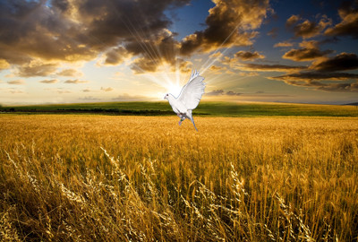 政府对大学生到农村创业有哪些鼓励和支持政策