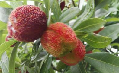 黄梅时节一般是什么季节?具体是阳历几月?--土