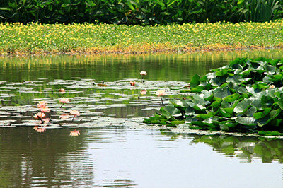 什么是湿地植物?有哪些特征?--土流网