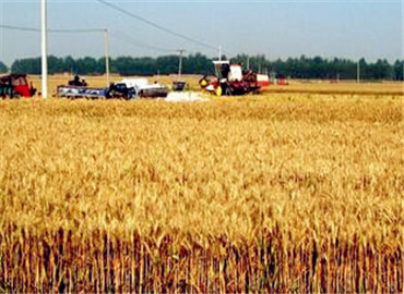 铜川政府:政策性小麦、玉米保险将全额补贴--土
