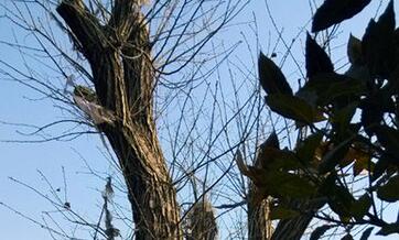 板栗树一般能活多少年?种植几年后可以结果?