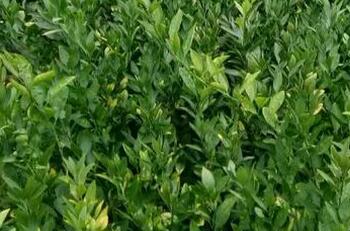 桔子树能活多少年?种植几年可以开花结果?--土