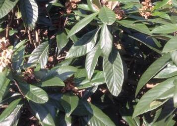 种在院子里的枇杷树能长多高?栽下几年后能结