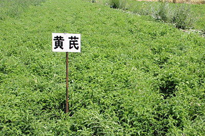 新疆青河县:农民种植中药材每亩补贴300元--土