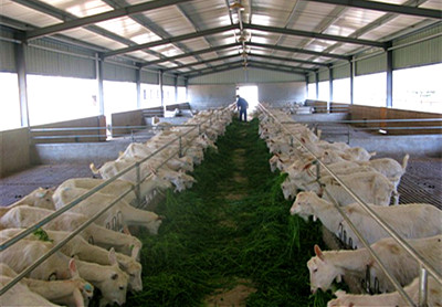 2016年沈阳市畜牧业强农惠农优惠政策--土流网