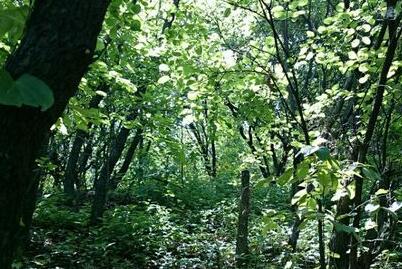 安徽省印发《关于推进林业精准扶贫工作的实施