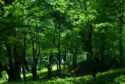 安徽省印发《关于推进林业精准扶贫工作的实施