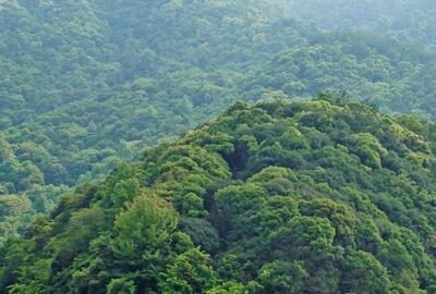 安徽省印发《关于推进林业精准扶贫工作的实施