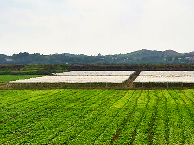 坊子区2016年耕地地力保护补贴已全部兑付给