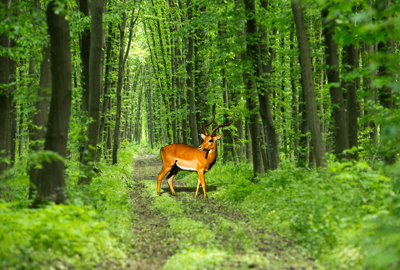 修订版《中华人民共和国野生动物保护法》颁布