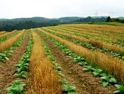 2016年国家和自治区发展现代农业、促进农民