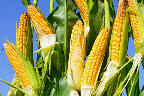 东北三省今年玉米临储政策调整为 市场化收购