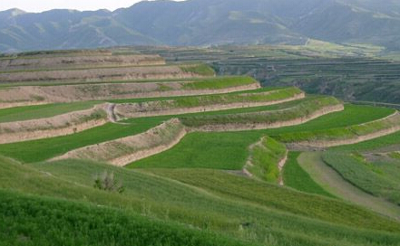 污染土壤的植物修复及其特点是什么?--土流网