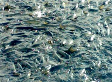 互联网+养鱼玩出新妙招--土流网