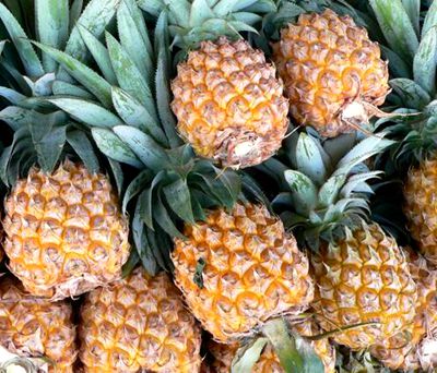 凤竹菠萝优质丰产种植技术--土流网