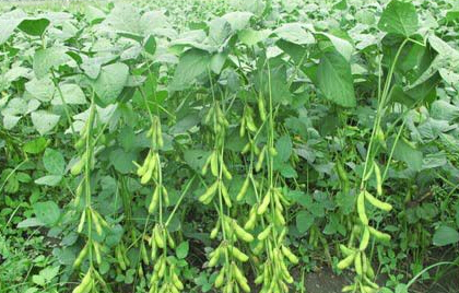 黄豆高产种植技术,黄豆怎样种植好?--土流网