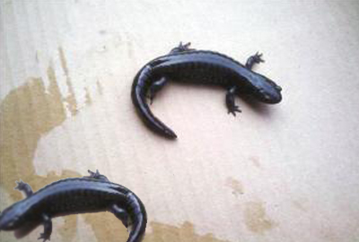 溪流中常见的两栖动物蟾蜍、蝾螈、娃娃鱼有毒