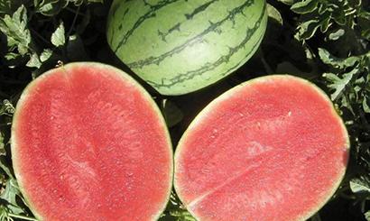 无籽西瓜是不是转基因水果?可以放心吃吗?--土