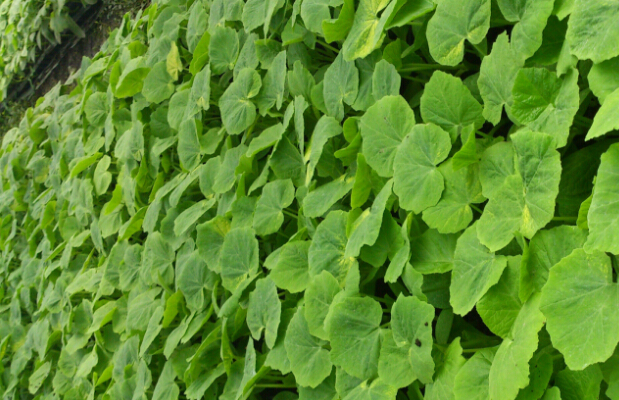 农村小本创业有哪些好项目?8个小本致富金点