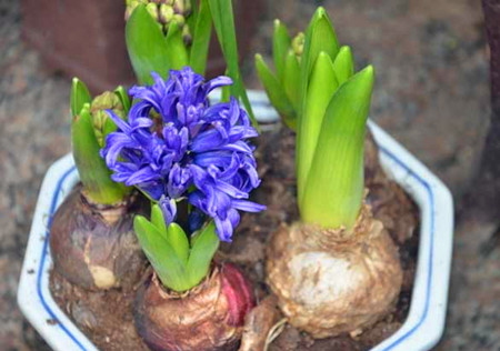风信子种植方法介绍(水培、土培)--土流网