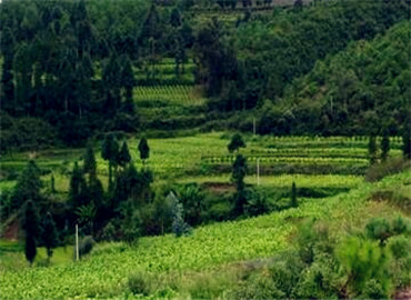 江苏省最新推进国有林场改革的实施意见--土流