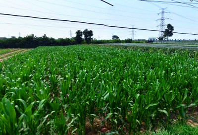 望江县8786万元农业支持保护补贴将通过一卡