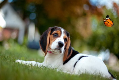 动物猫、狗、猪、大雁、狮子、老鼠会游泳吗?