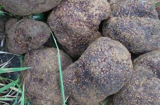 中国松露优质产地首推云南、四川交界的金沙江