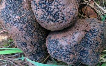 中国松露优质产地首推云南、四川交界的金沙江