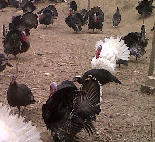 【聚焦三农】火鸡养殖前景如何?火鸡养殖效益