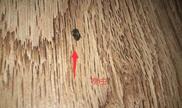 宿舍床底的臭虫怕什么味道?怕水和樟脑丸吗?